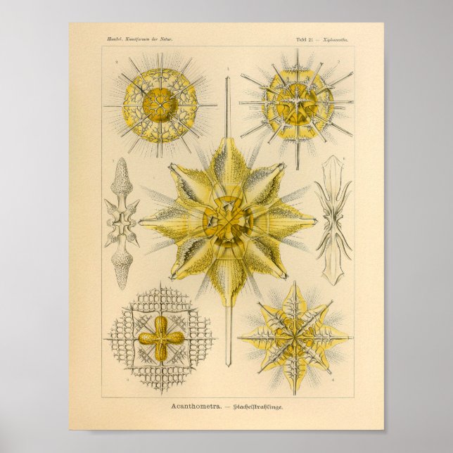 Vintage Acanthometra Colour Ernst Haeckel Print (Front)