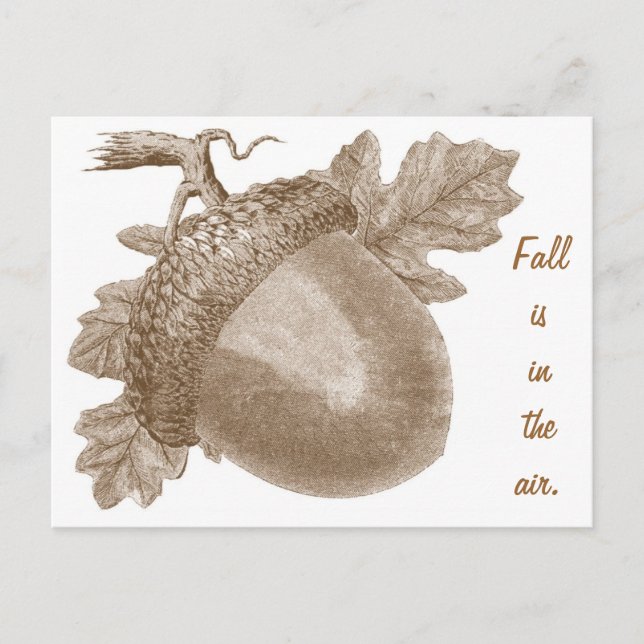 Vintage Acorn Postcard (Front)