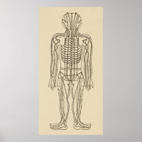 Vintage Acupuncture Meridian Pathways Points