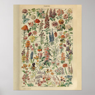 Vintage Adolphe Millot Print Flowers
