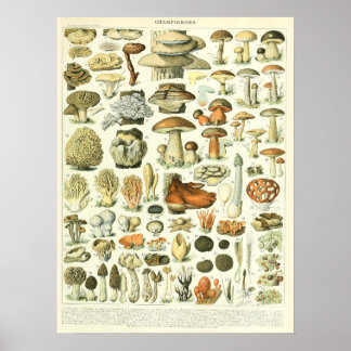 Vintage Adolphe Millot Print Mushrooms Poster