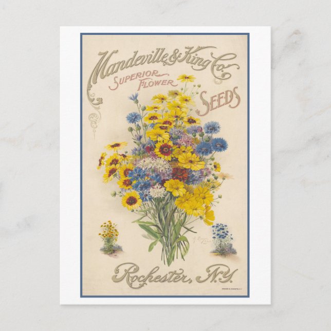 Vintage Advertisement Mandeville Flower Seeds Postcard (Front)