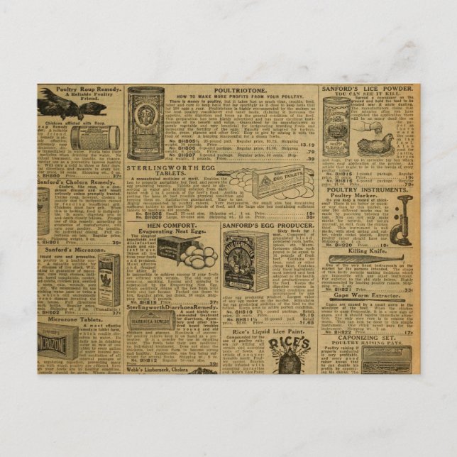 Vintage Advertising Newspaper Chicken Farmer Postcard (Front)