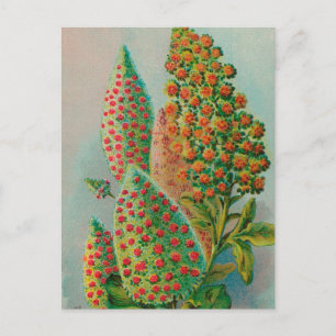 Vintage : agriculture advertising - postcard