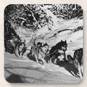 Vintage Alaska eskimo Malamute sled racing Coaster