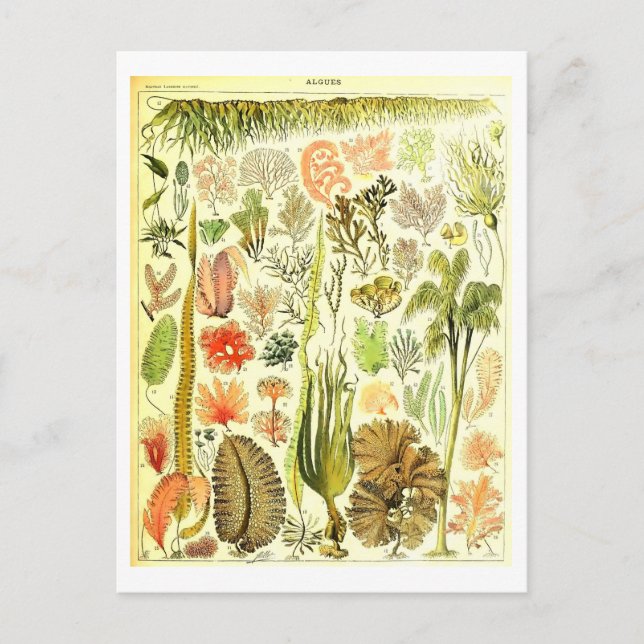 Vintage Algae Botanical Illustration Postcard (Front)