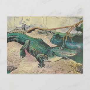 Vintage Alligator Illustration Postcard