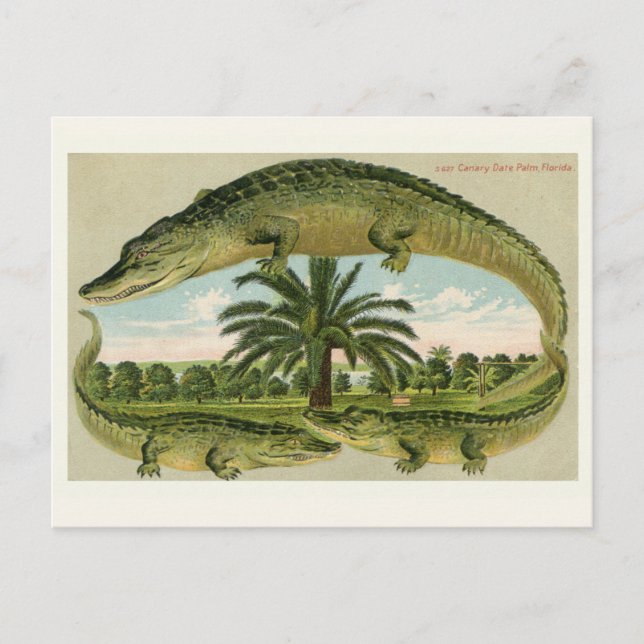 Vintage Alligator Postcard (Front)