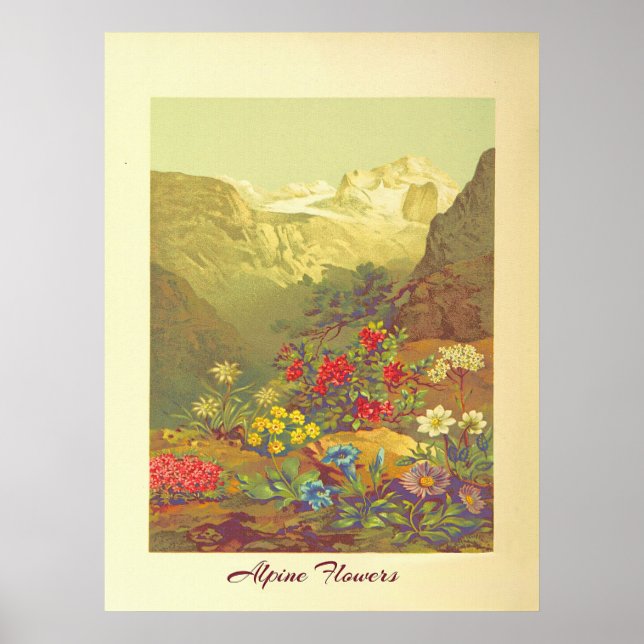Vintage Alpine Flowers Art  Poster (Front)