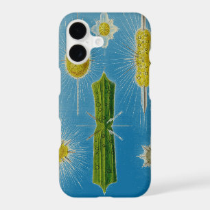 Vintage  Altered Haeckel 