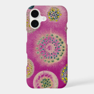 Vintage Altered Haeckel