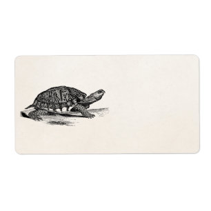 Vintage American Box Tortoise - Turtle Template