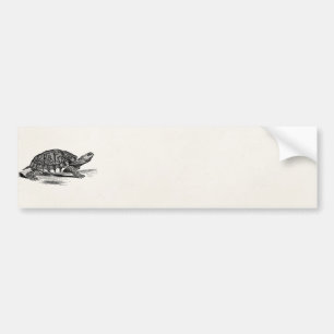 Vintage American Box Tortoise - Turtle Template Bumper Sticker