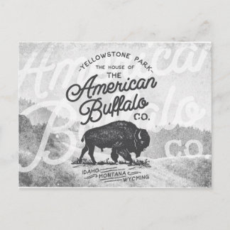 Vintage American Buffalo Montana Travel Postcard