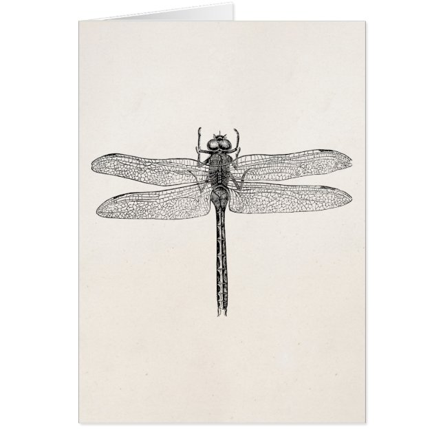 Vintage American Dragonfly Dragon Fly Template (Front)