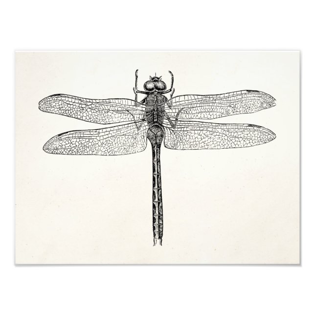 Vintage American Dragonfly Dragon Fly Template Photo Print (Front)