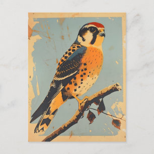 Vintage American Kestrel Illustration Postcard