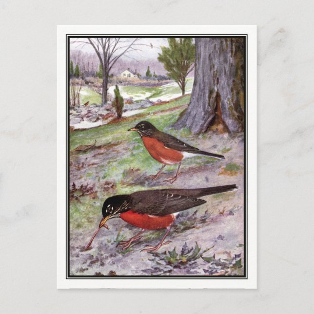 Vintage American Robin - Robert Bruce Horsfall Postcard (Front)
