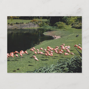 Vintage American Scenery  Postcard