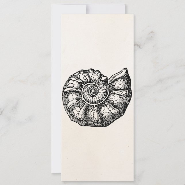 Vintage Ammonite Seashell Fossil Shell Template (Front)