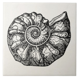 Vintage Ammonite Seashell Fossil Shell Template Ceramic Tile
