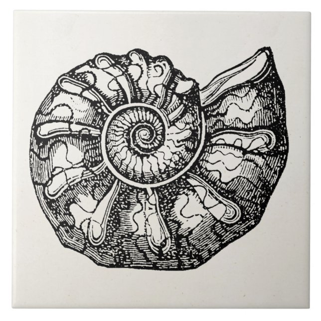 Vintage Ammonite Seashell Fossil Shell Template Ceramic Tile (Front)