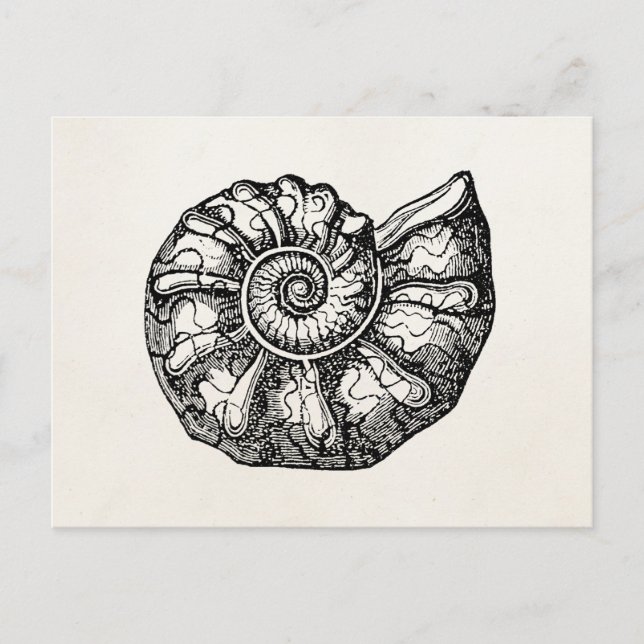 Vintage Ammonite Seashell Fossil Shell Template Postcard (Front)