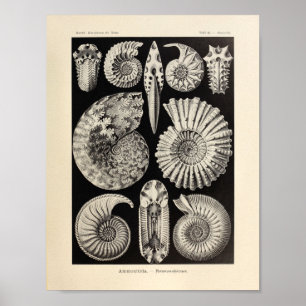 Vintage Ammonitida Colour Ernst Haeckel Art Print