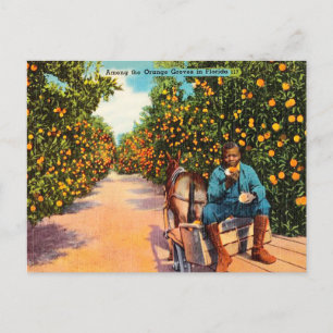 Vintage Among the Orange Groves in Florida Travel Postcard
