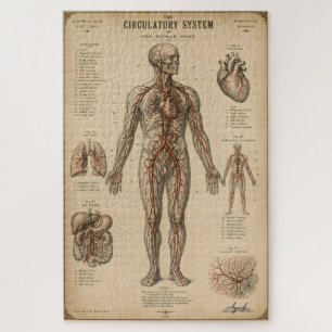 Vintage Anatomical Circulatory System Jigsaw Puzzle
