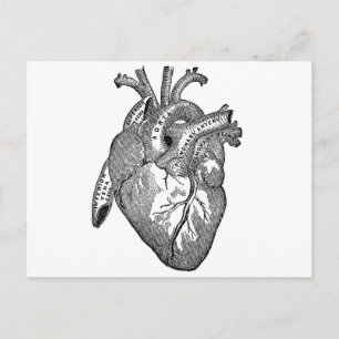 Vintage Anatomical Heart Postcard