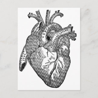 Vintage Anatomical Heart Postcard