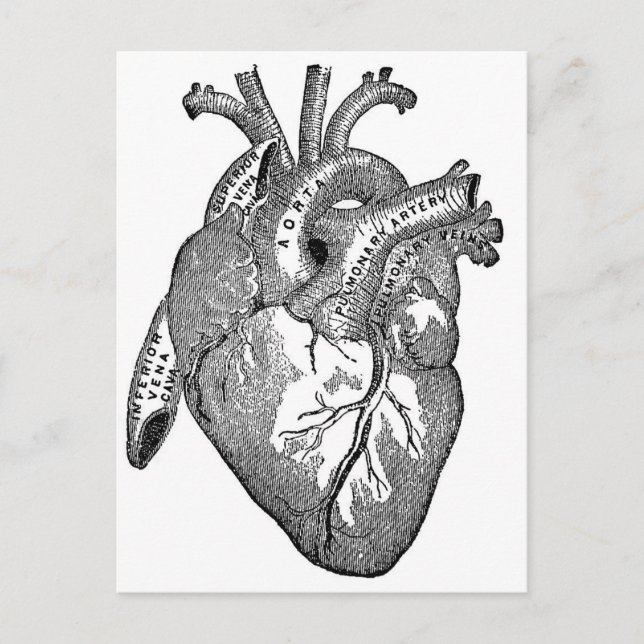 Vintage Anatomical Heart Postcard (Front)