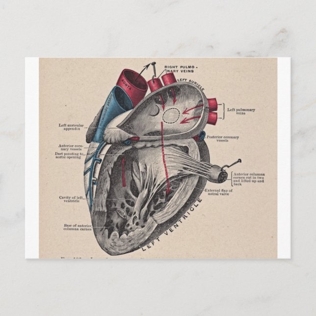 Vintage Anatomical Heart Postcard (Front)