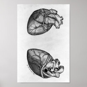 Vintage Anatomical Illustration Poster