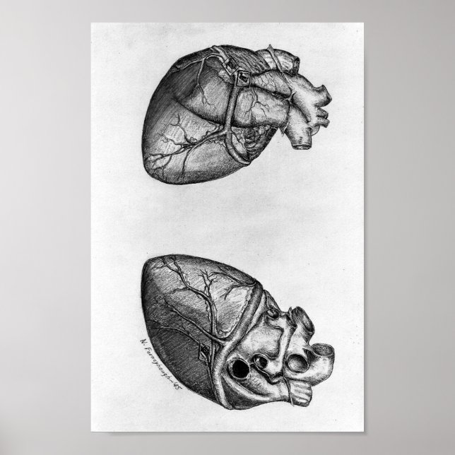Vintage Anatomical Illustration Poster (Front)