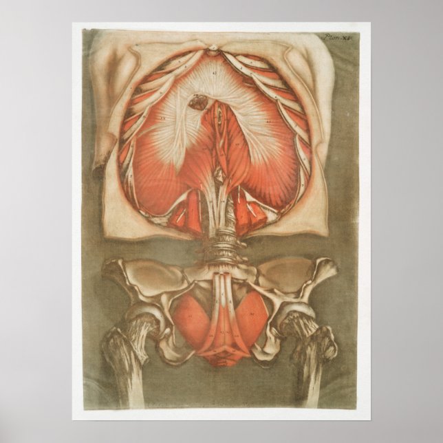 Vintage Anatomical Illustration Poster (Front)