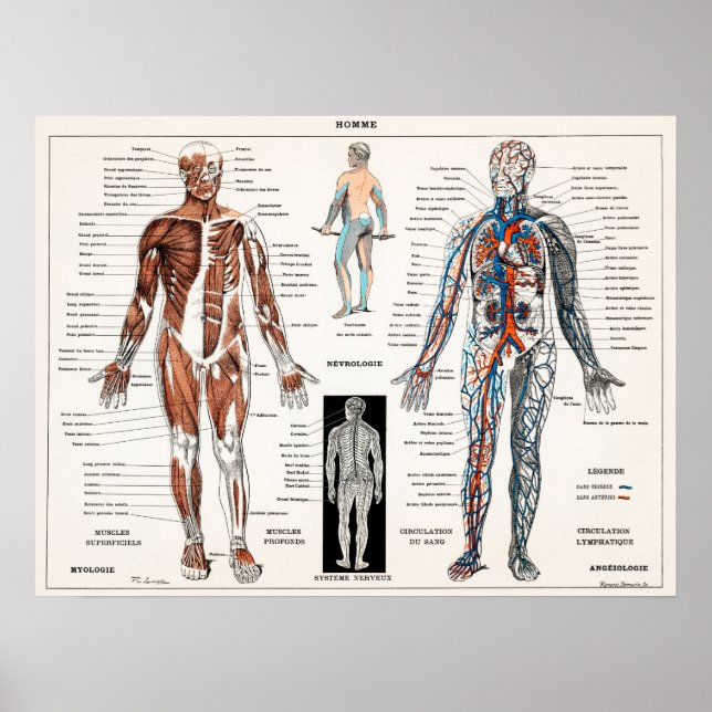 Vintage Anatomical Illustration Poster (Front)