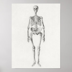 Vintage Anatomical Illustration Poster