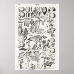 Vintage Anatomical Illustration Poster