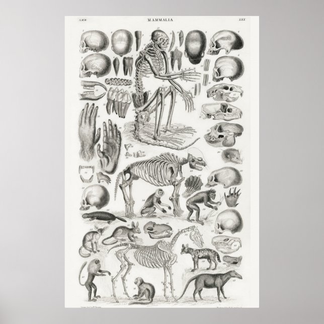 Vintage Anatomical Illustration Poster (Front)