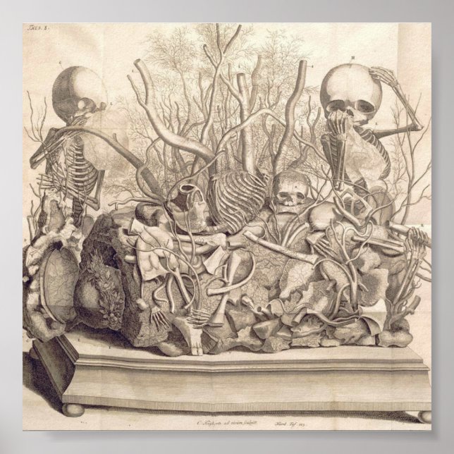 Vintage Anatomical Illustration Poster (Front)