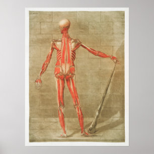 Vintage Anatomical Illustration Poster