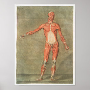 Vintage Anatomical Illustration Poster