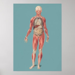 Vintage Anatomical Illustration Poster