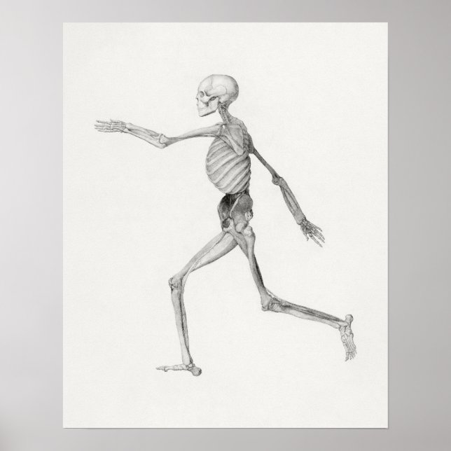 Vintage Anatomical Illustration Poster (Front)