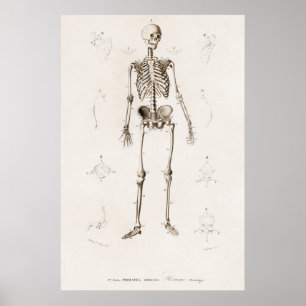 Vintage Anatomical Illustration Poster