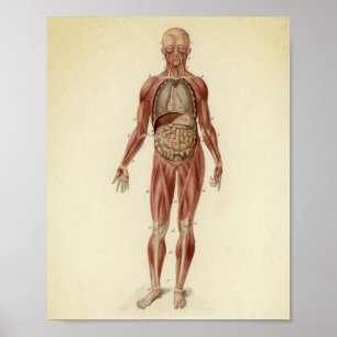 Vintage Anatomical Illustration Poster