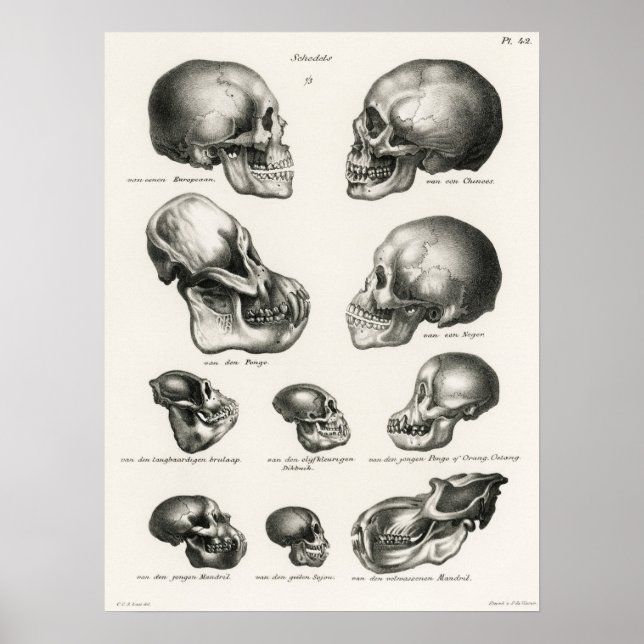 Vintage Anatomical Illustration Poster (Front)