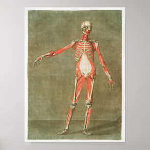 Vintage Anatomical Illustration Poster